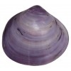 011 0789 Purple